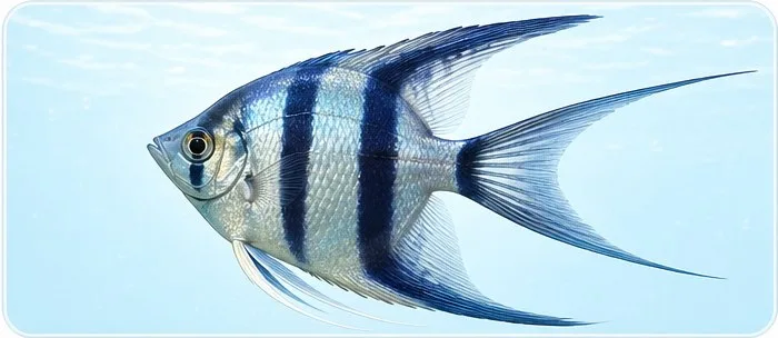 Lyyrapyrsto