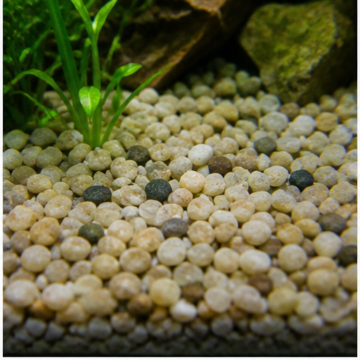 Akvaariopohja arrondi dans un aquarium