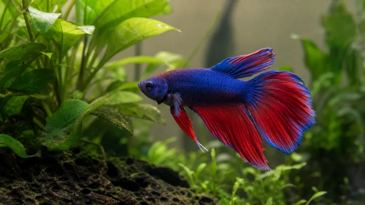 Betta-yhteensopivuus