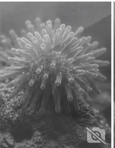 Parazoanthus swiftii (Kultainen Zoanthaire)