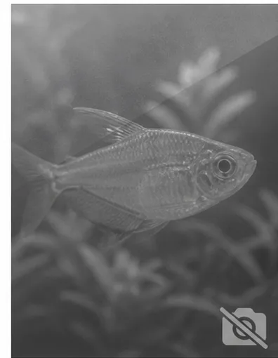 Centropyge acanthops Afrikan Afrikan enkeli