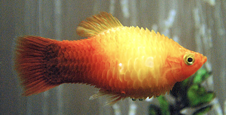 Vesipöhö - Kalat kasvavat yhä enemmän, harjattu asteikot.