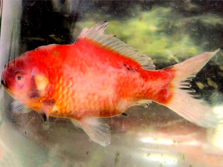 Limakalvo hiiva - Kahdennut talletus muotin näkökulmasta.