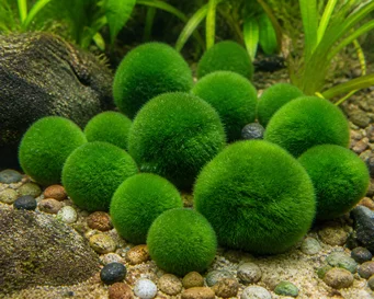 Cladophora
