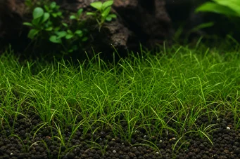 Eleocharis acicularis