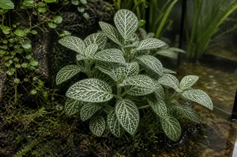 Fittonia argyroneura