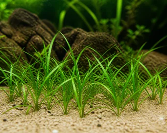 Sagittaria subulata