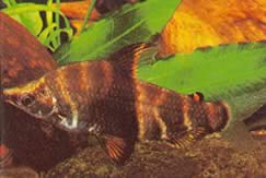 Abramites solarii (Abramite koristeellinen)