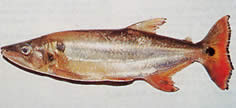 Acestrorhynchus altus