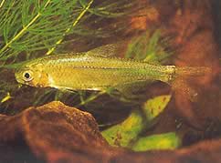 Alestes baremoze (Baremoze Alestes)