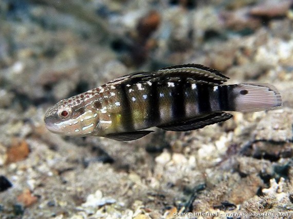 Amblygobius Phalaena Hylätty gobie