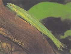 Ammocryptocharax elegans (Tyylikäs merkkivaihe)