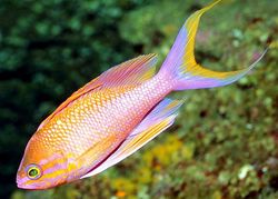 Anthias anthias (Parturi)