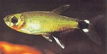 Aphyocharax paraguayensis