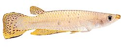 Aplocheilus dayi