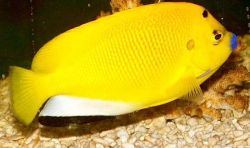 Apolemichthys trimaculatus Tritachery -kalat