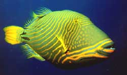Balistapus undulatus (Aaltoileva)