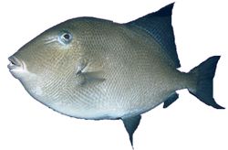 Balistes carolinensis (Sianliha)