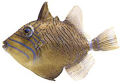 Balistes vetula