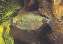 Bathyaethiops breuseghemi (Afrikkalainen tetra-moon)