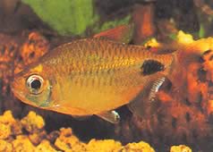 Bathyaethiops caudomaculatus (Afrikkalainen tetra-moon)