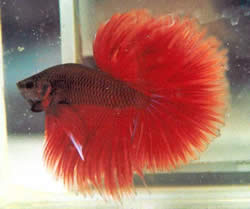 Betta splendens halfmoon