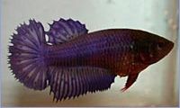 Betta splendens halfsun (Taistelija)
