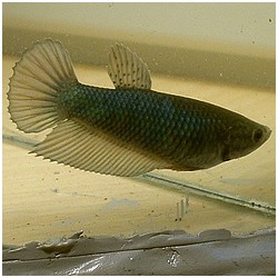 Betta splendens queue de peigne taistelu