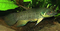 Betta trifasciata Taistelija