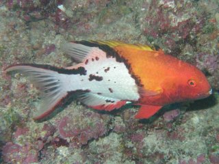 Bodianus anthioides