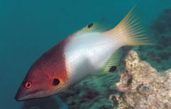 Bodianus axillaris (Tamarind)