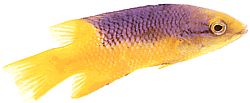 Bodianus rufus (Espanjalainen labre)