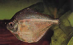 Brachychalcinus orbicularis (Merkkilevy)