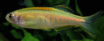 Brachydanio choprae Danio Chobray