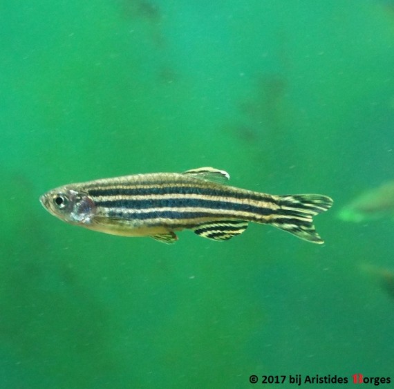 Brachydanio rerio