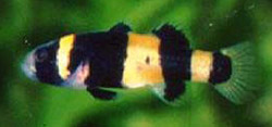 Brachygobius xanthozona Bourdon -kala