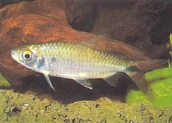 Brycinus affinis Brycinus punainen putki