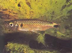 Brycinus macrolepidotus (Tetra todellisilla asteikoilla)