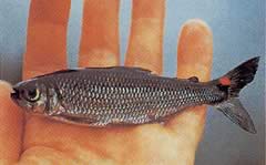 Brycon rubricauda (Brycon punaisella evällä)