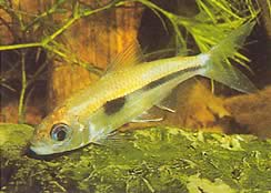 Bryconaethiops boulengeri Tetra huutopaikka