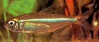 Bryconops affinis (Kapenevat bryconops)