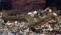 Calamoichthys calabaricus (Parittaja)