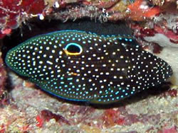 Calloplesiops altivelis (Komeetta)