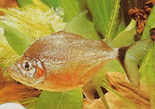 Catoprion mento Piranha mento, iso pää Pacou