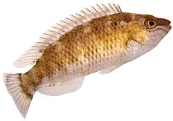 Centrolabrus exoletus Vanhanaikainen