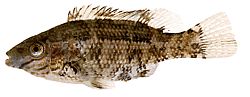 Centrolabus melops Yleinen crenilabre