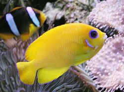 Centropyge flavissimus (Keltainen)