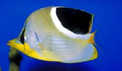 Chaetodon ephippium Mustan papillonikala