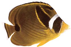 Chaetodon lunula (Raidallinen chétodon)