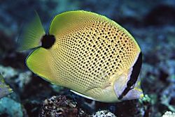Chaetodon miliaris (Sitruuna)
